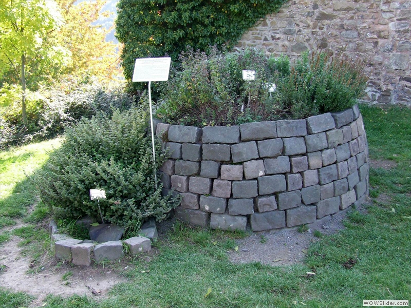 Zwischenraum-Krauterschneck